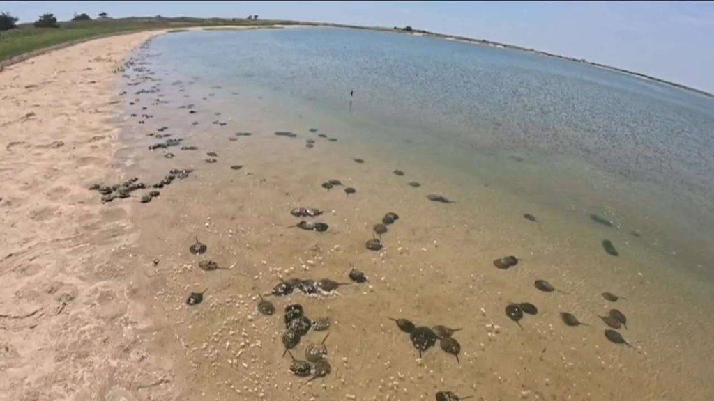 the-lifesaving-secret-hidden-inside-a-horseshoe-crab’s-blue-blood