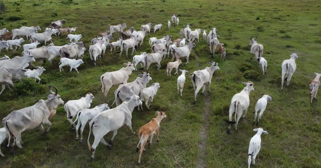 beef-and-dairy-drive-41%-of-biodiversity-damage-linked-to-global-farmland