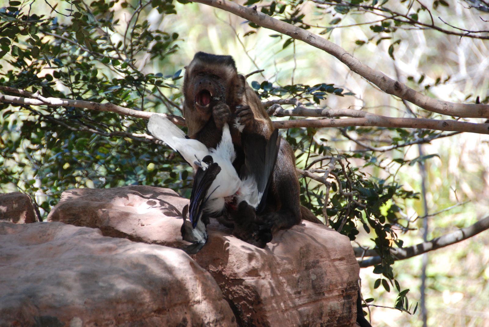 when-fruit-is-scarce,-these-monkeys-hunt-animals