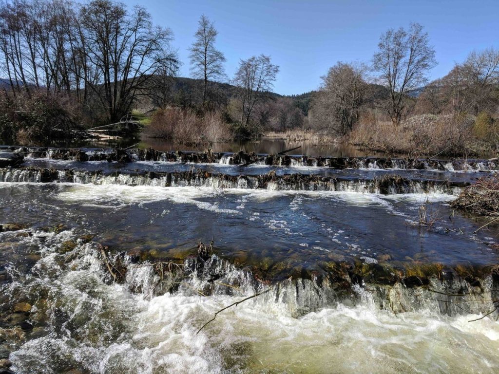 artificial-beaver-dams-saw-juvenile-coho-salmon-survival-rates-go-from-8%-to-60%
