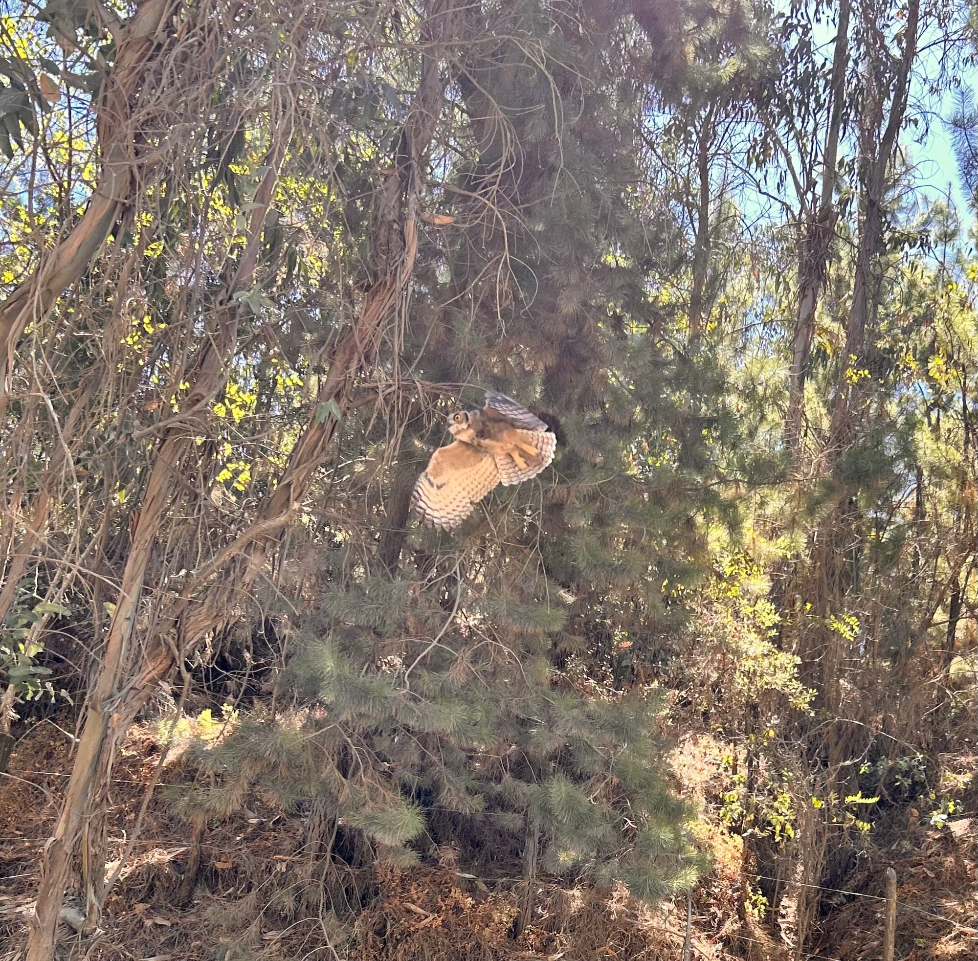 to-write-non-fiction,-draw-the-trunk,-then-the-rest-of-the-tree