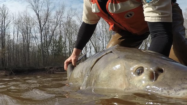 great-lakes-sturgeon-may-be-400-years-old:scientists-rethinking-how-to-save-them
