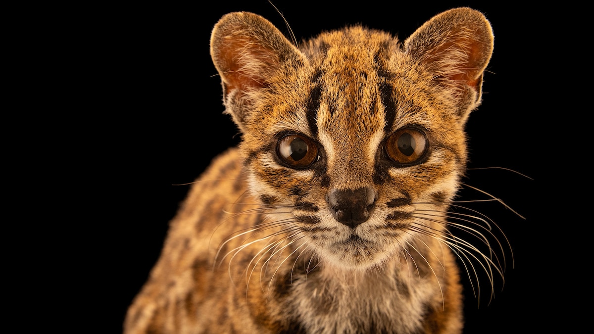 the-first-new-cat-species-discovered-in-100-years