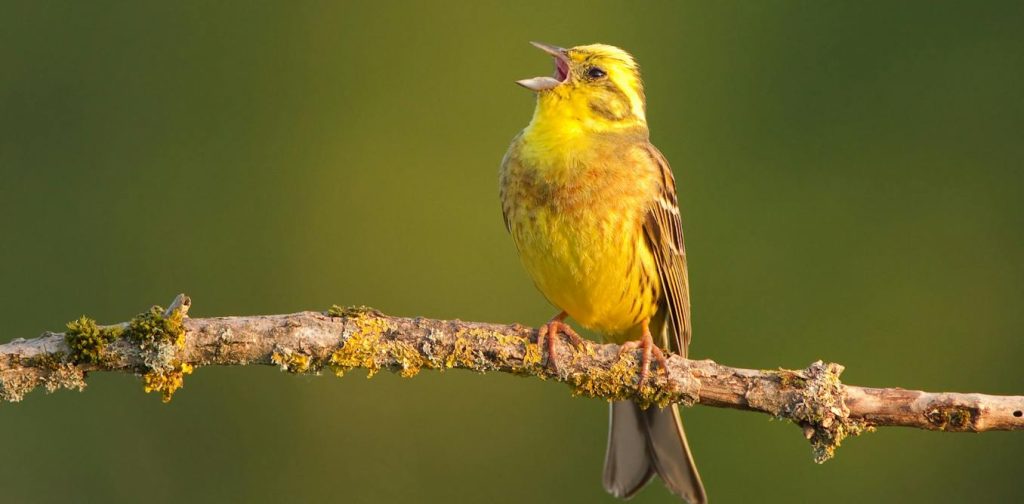 do-birds-have-accents?-the-regional-differences-in-birdsong