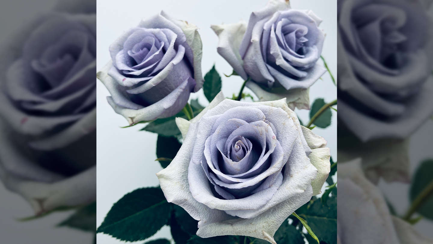 finally,-a-true-blue-rose-exists