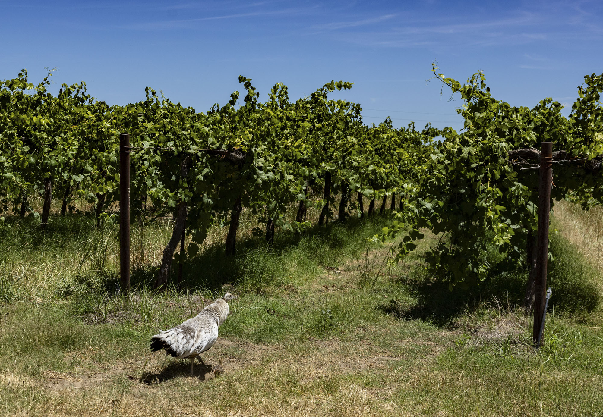 california-farmers-are-struggling-to-sell-grapes-as-demand-for-wine-drops