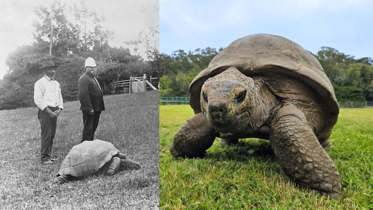 ‘jonathan’-is-the-oldest-land-animal-on-earth