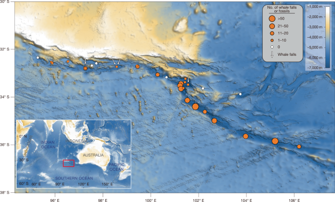 a-5.3m-year-old-deep-sea-whale-necropolis-in-the-diamantina-zone