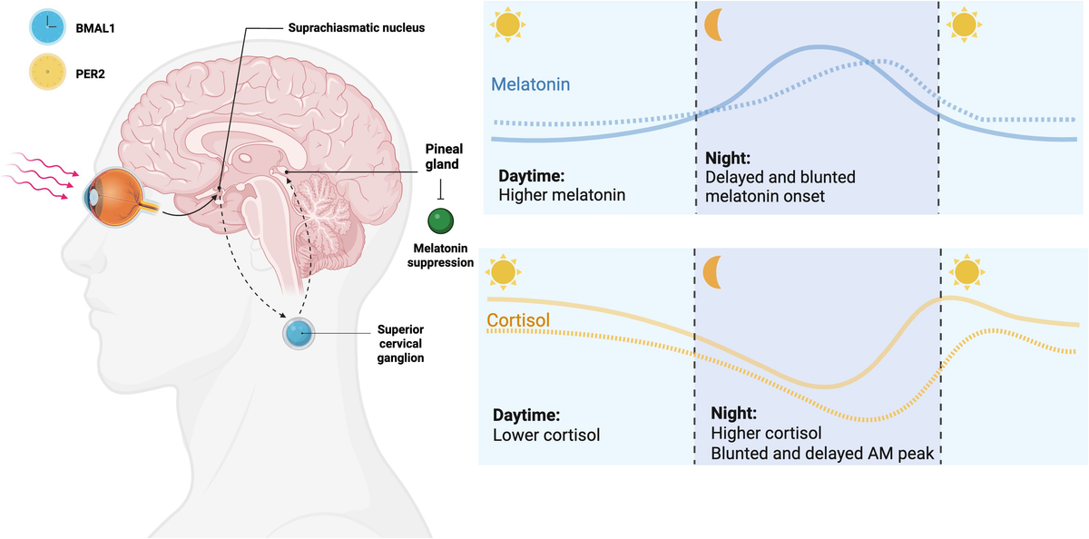 adhd-as-a-circadian-rhythm-disorder:-evidence-and-implications-for-chronotherapy