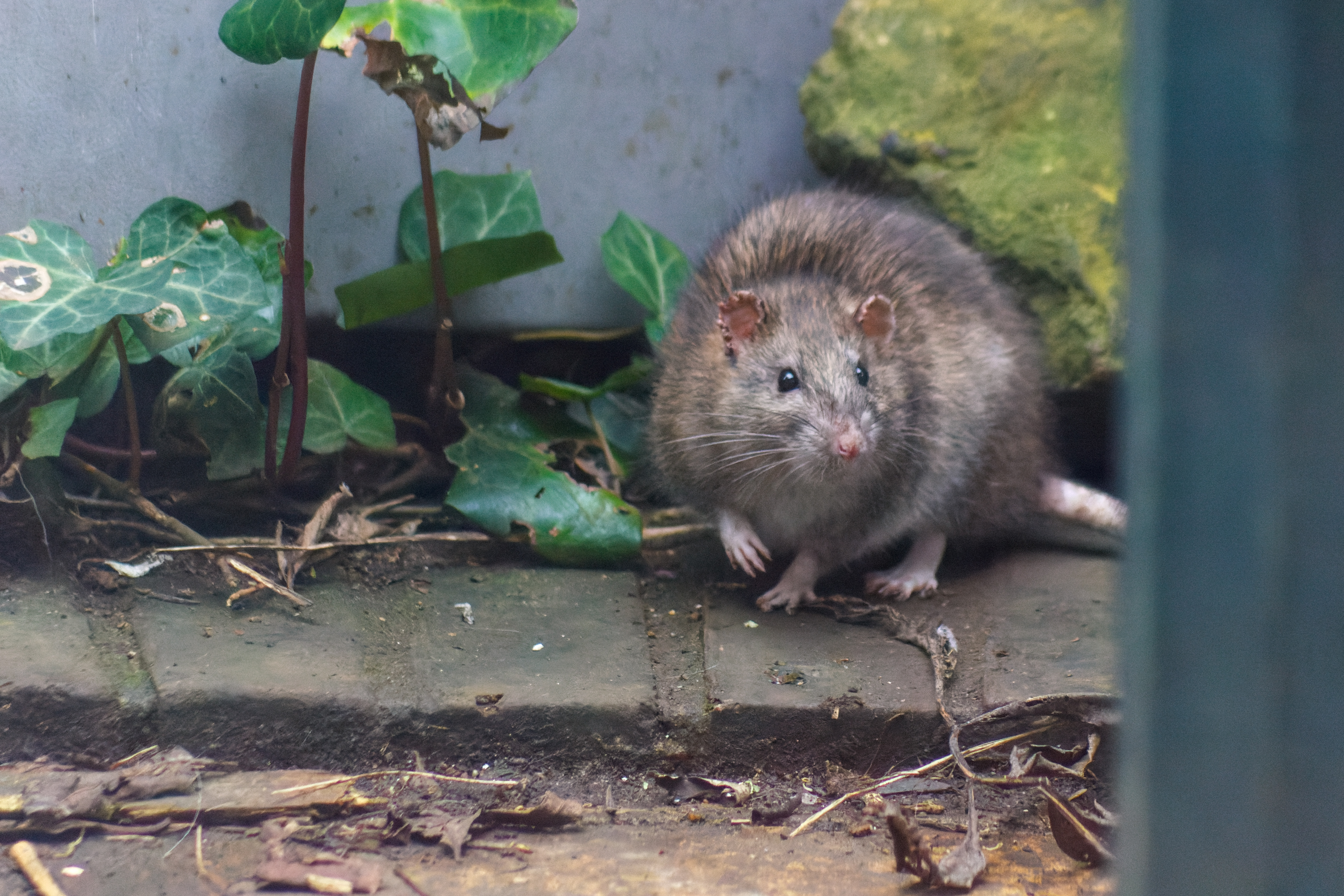 Brun råtta, Rattus norvegicus, i närbild utomhus