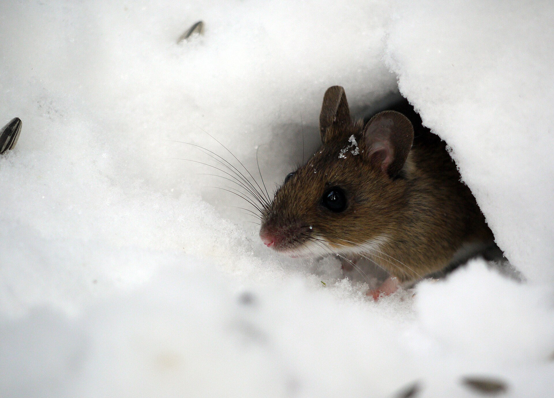 Större skogsmus med stora öron tittar ut ur ett hål i snön, med solrosfrön bredvid
