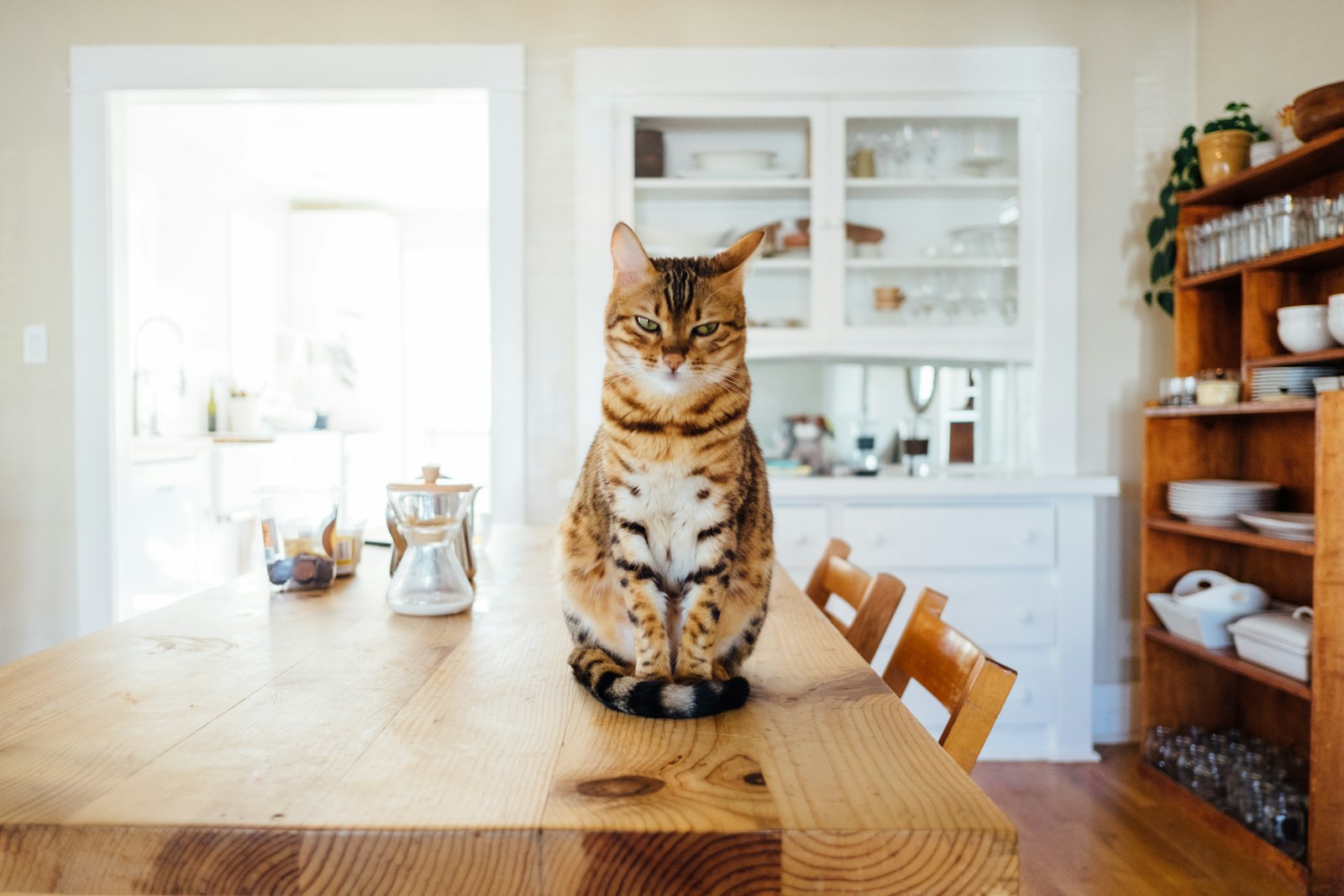 Katt som sitter på köksbordet