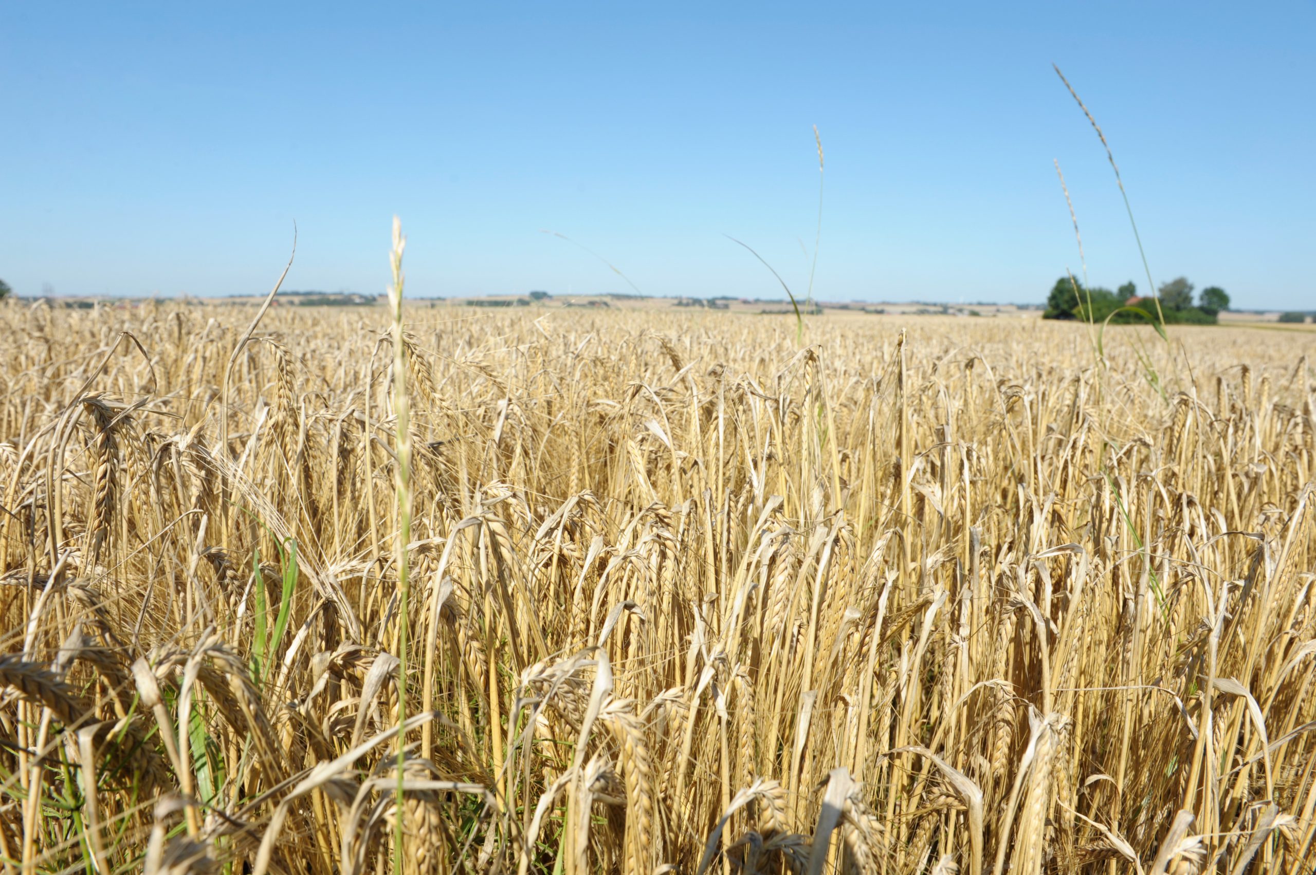 Gyllene sädesfält i Skåne under blå himmel