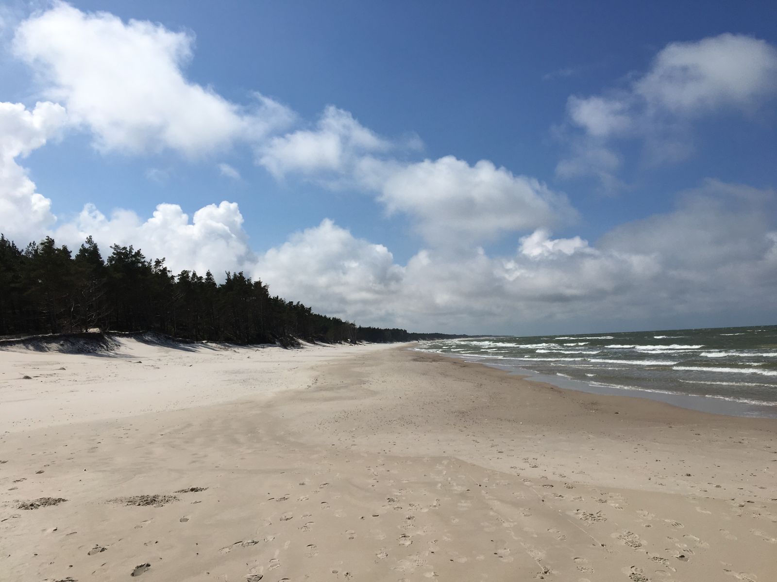 Sandstrand med tallskog vid havet på Ingarö