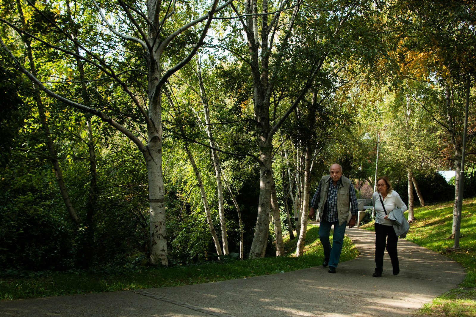 Äldre man och kvinna promenerar på en gång genom en björkdunge