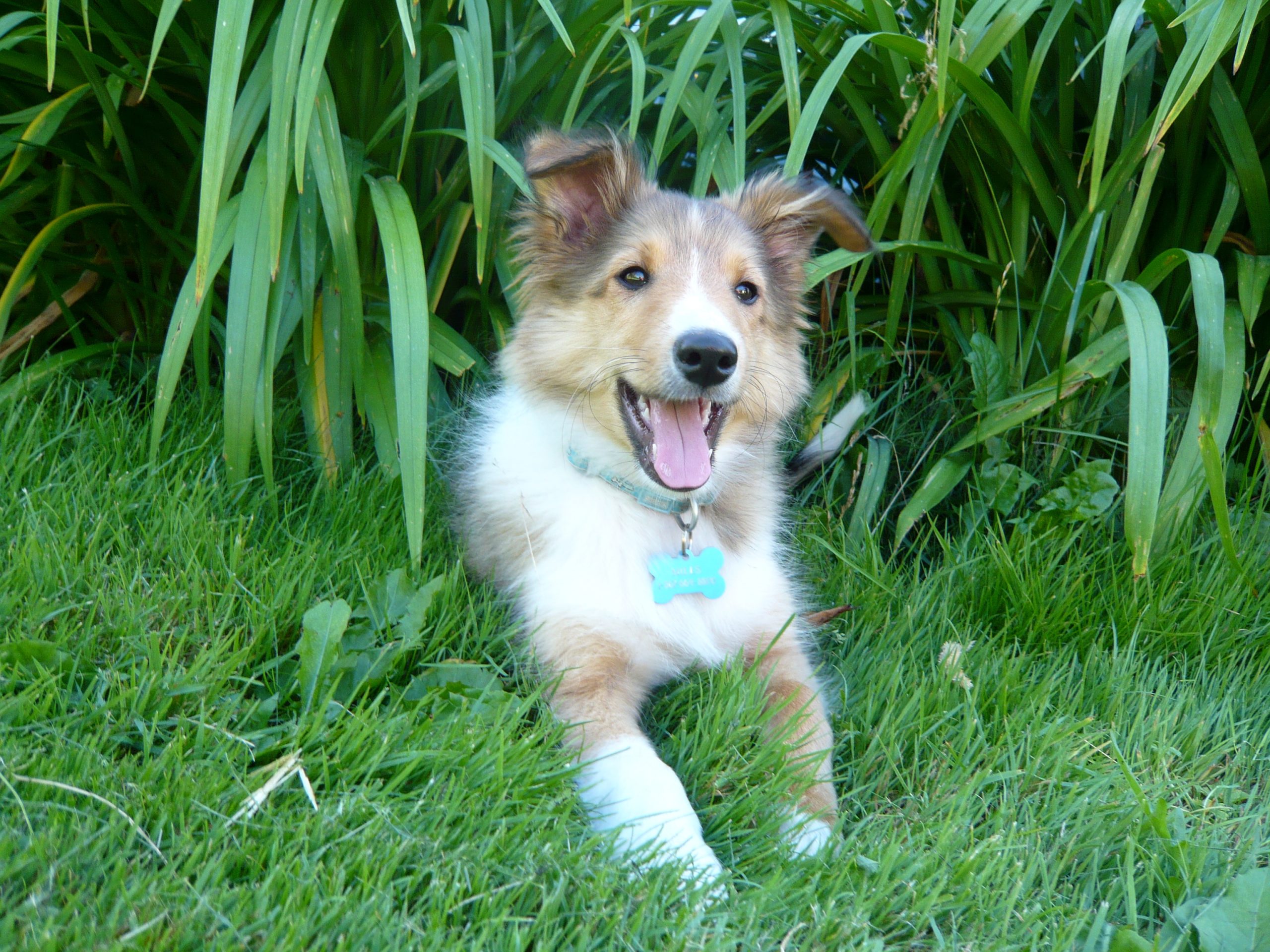 Tolv veckor gammal sobelfärgad shetland sheepdog-valp i gräset