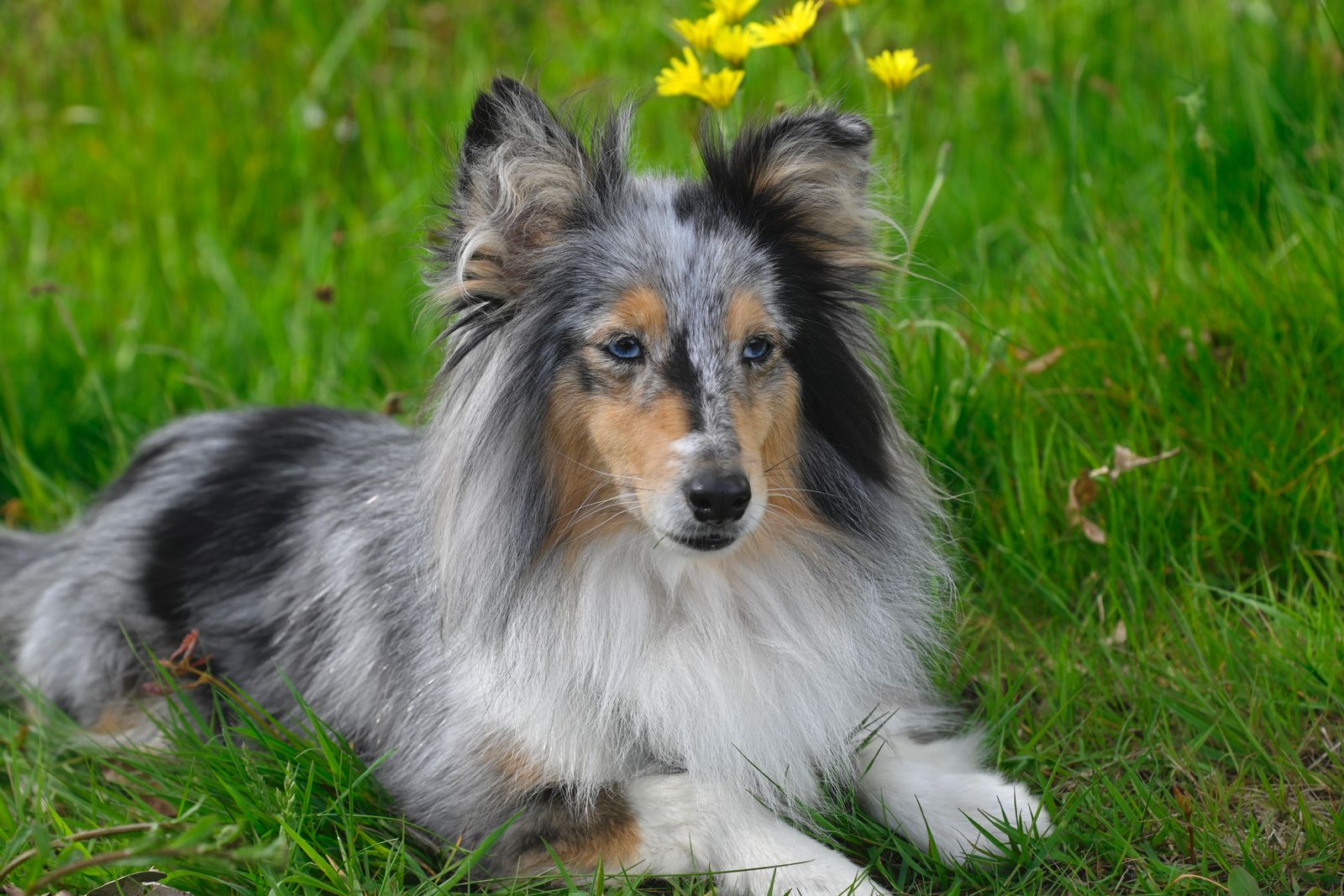 Blue merle shetland sheepdog med gråblå-marmorerad päls och blå ögon i gräs