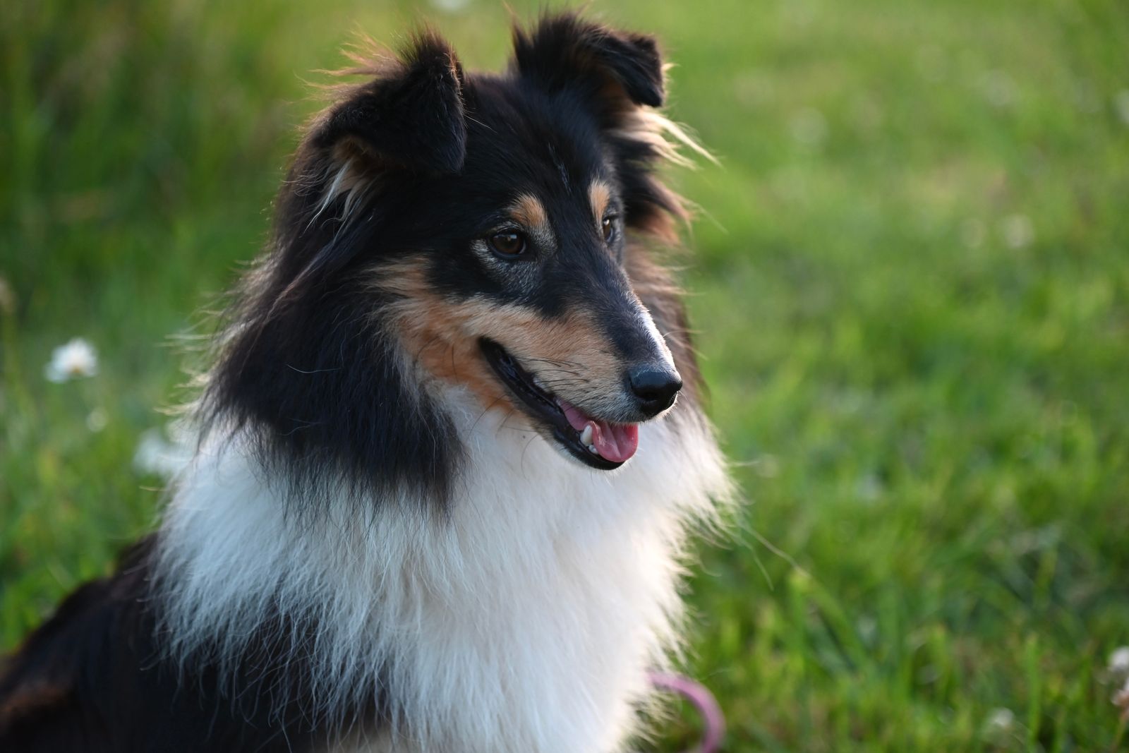 Shetland sheepdog eller collie? Så skiljer de sig