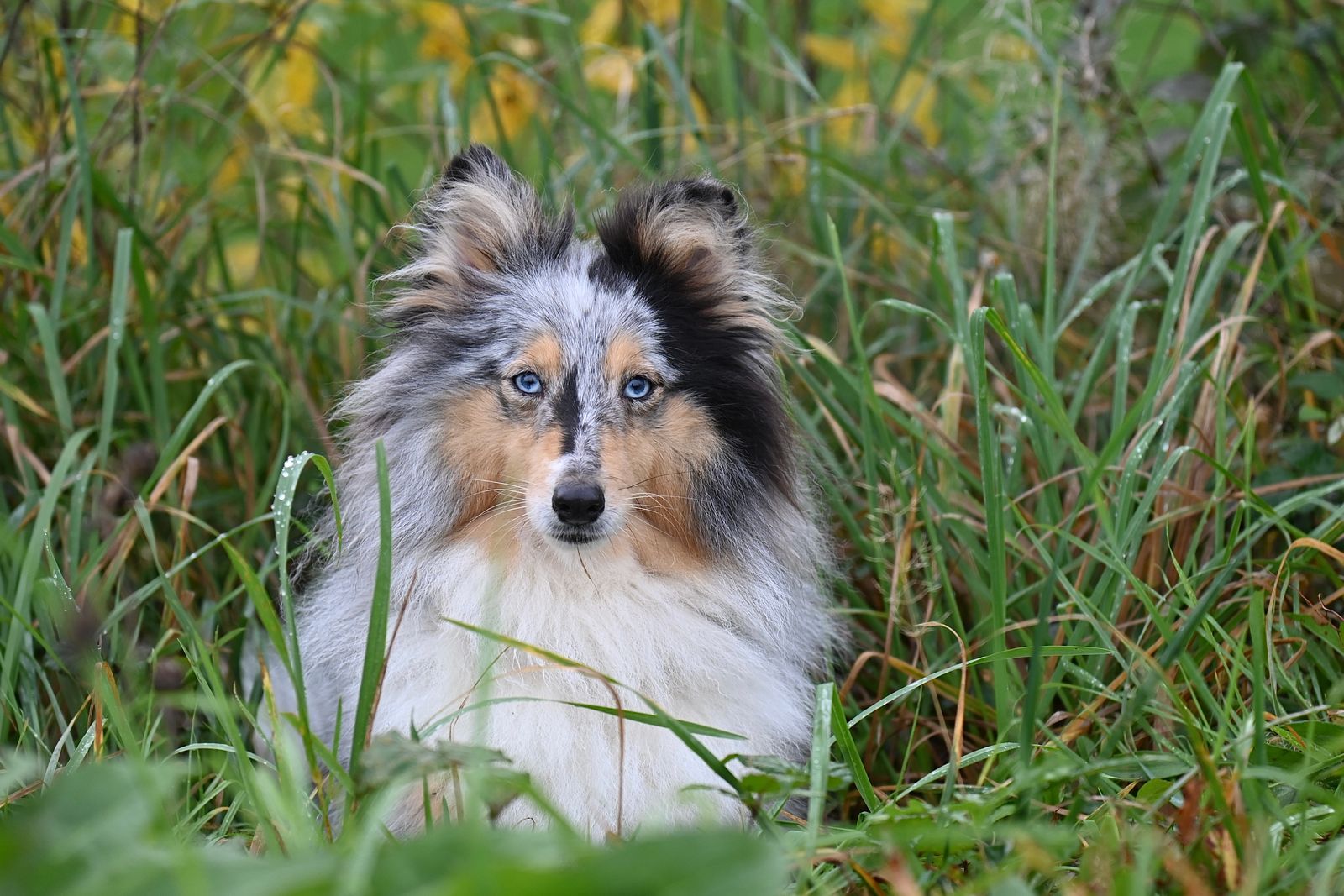 Shetland sheepdog: hälsa och vanliga rasdispositioner