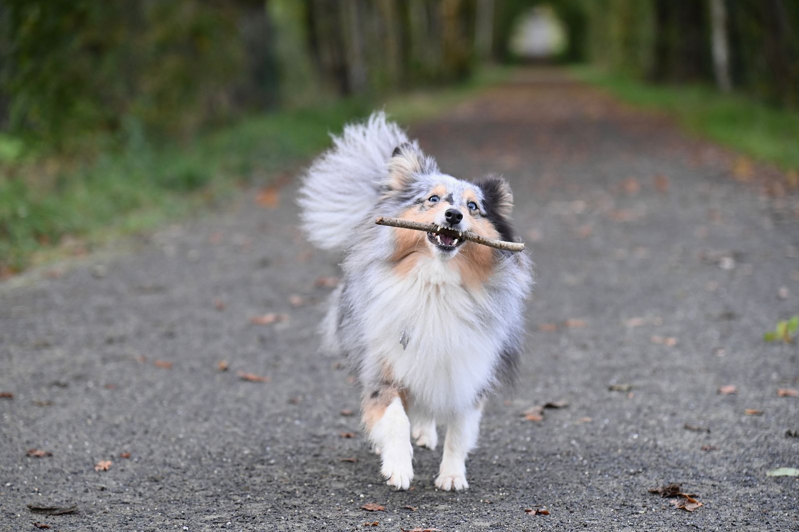 Hur mycket motion och aktivering behöver en sheltie?
