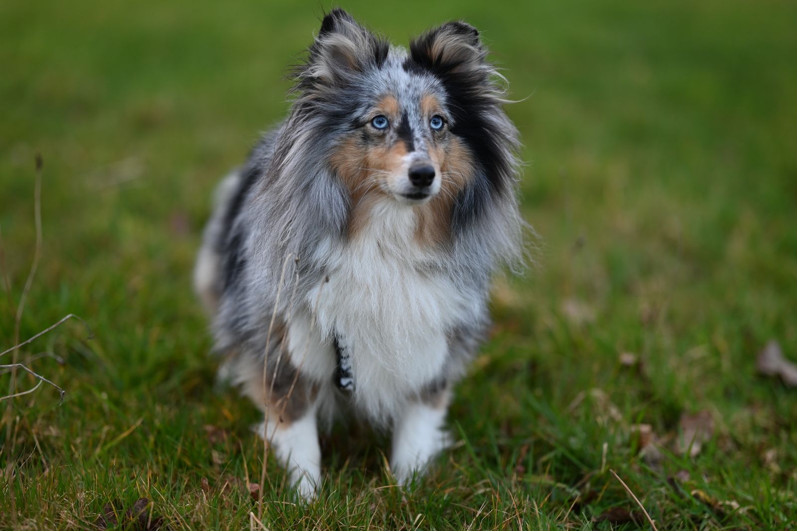 Blue merle shetland sheepdog med tät dubbelpäls och riklig man på gräs