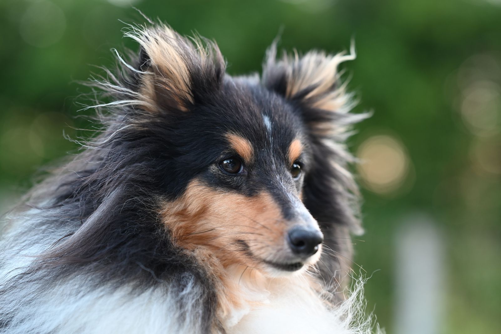 Sheltiens temperament och personlighet
