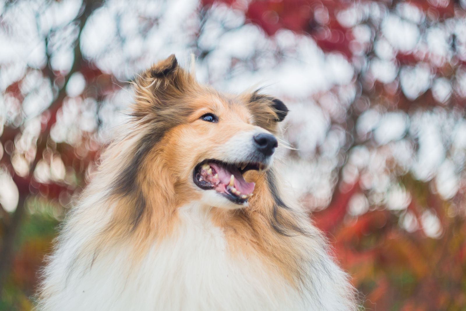 Shetland sheepdog (sheltie): allt om rasen