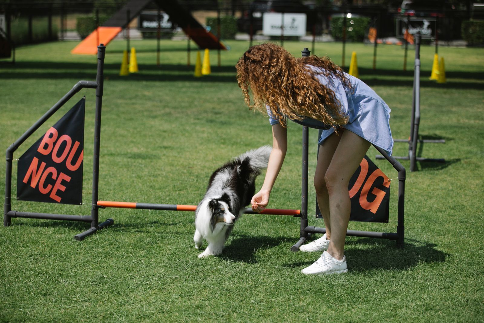 Blue merle shetland sheepdog tränar agility medan ägaren belönar den