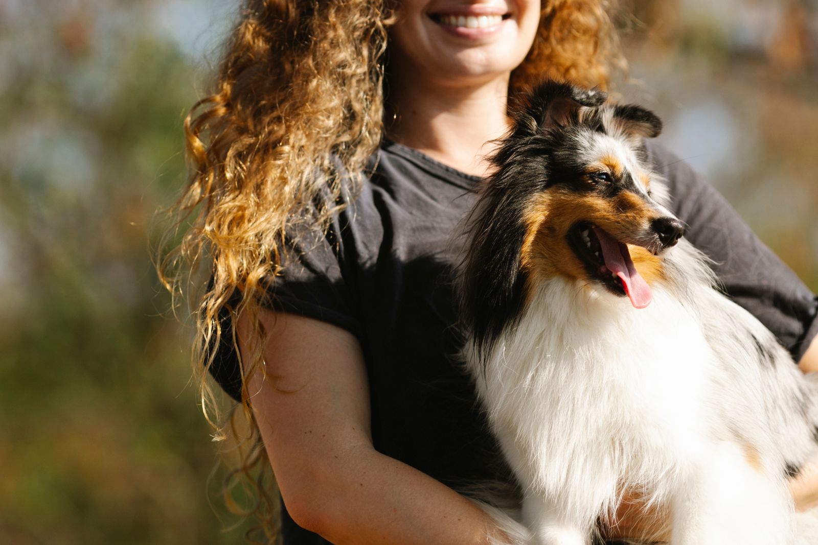 Passar shetland sheepdog som familjehund?