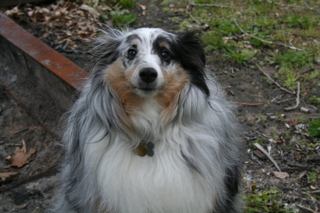 Blue merle shetland sheepdog med silverblå päls och svart marmorering