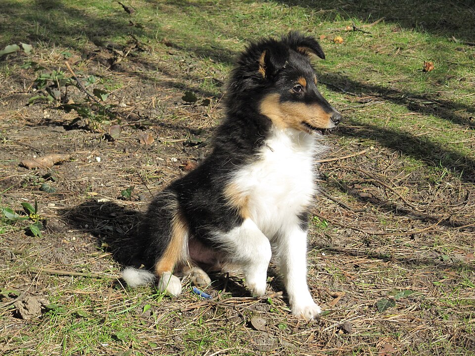 Trefärgad shetland sheepdog-valp som sitter i skogsmiljö