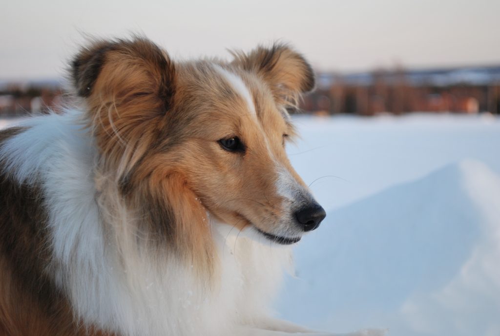 Gyllenbrun sobelfärgad shetland sheepdog i vinterlandskap