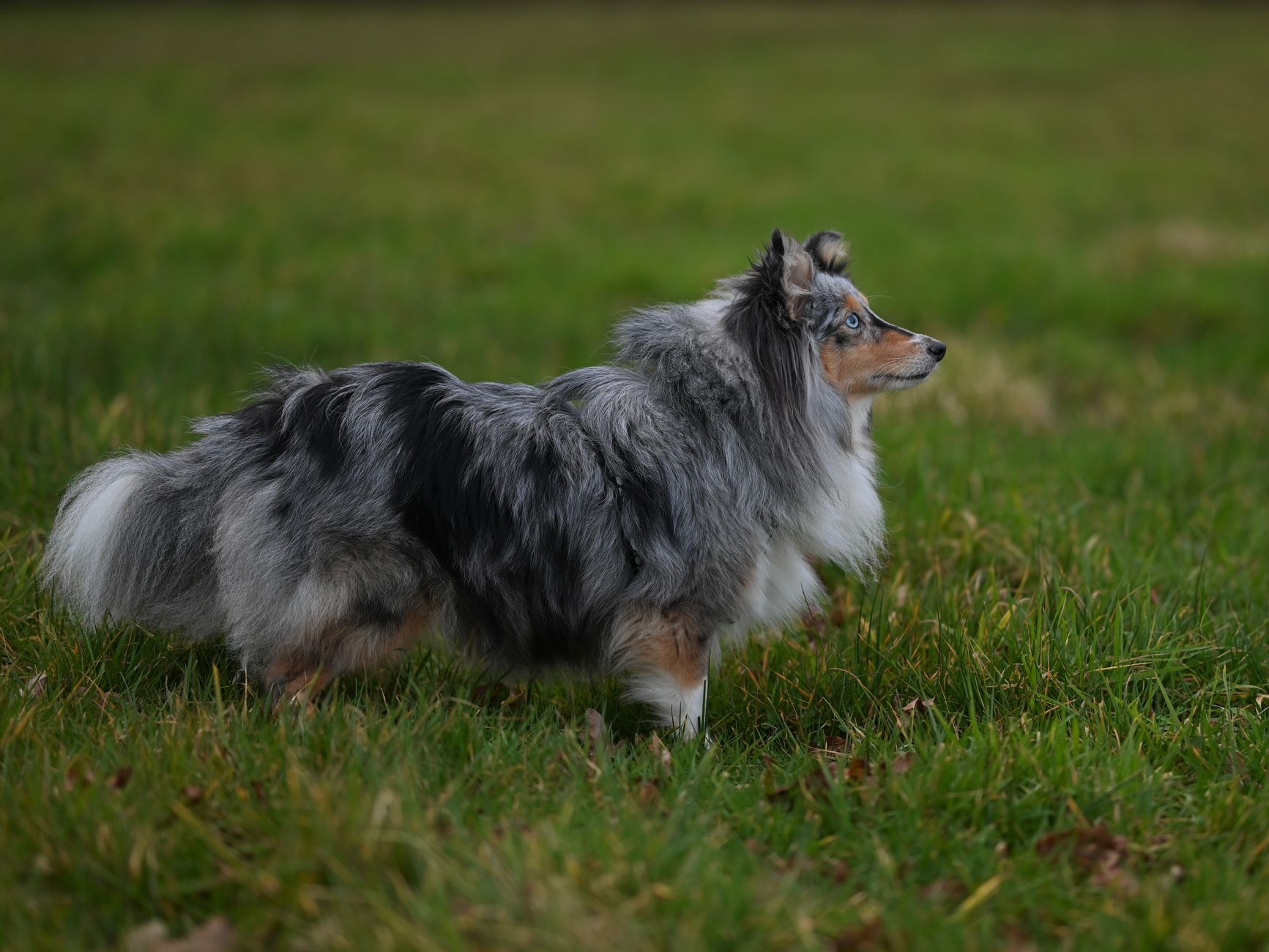 Blue merle-färgad shetland sheepdog i profil på en gräsmatta