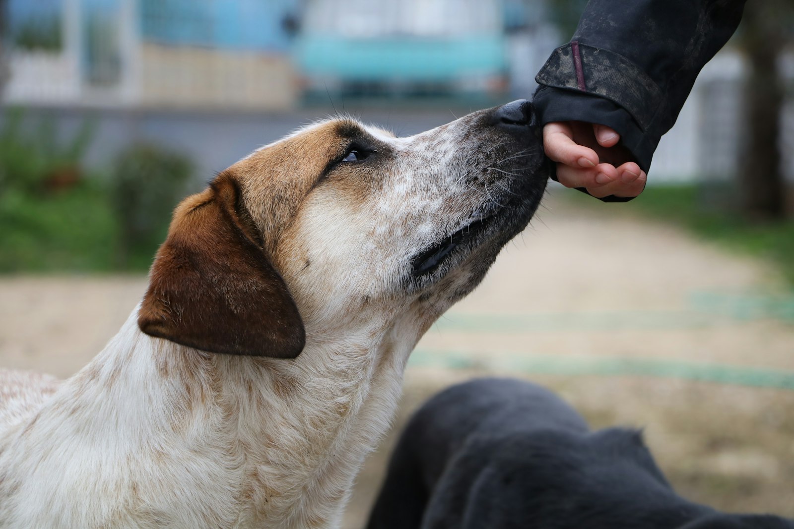 Hund nosar mot handen i en target-övning