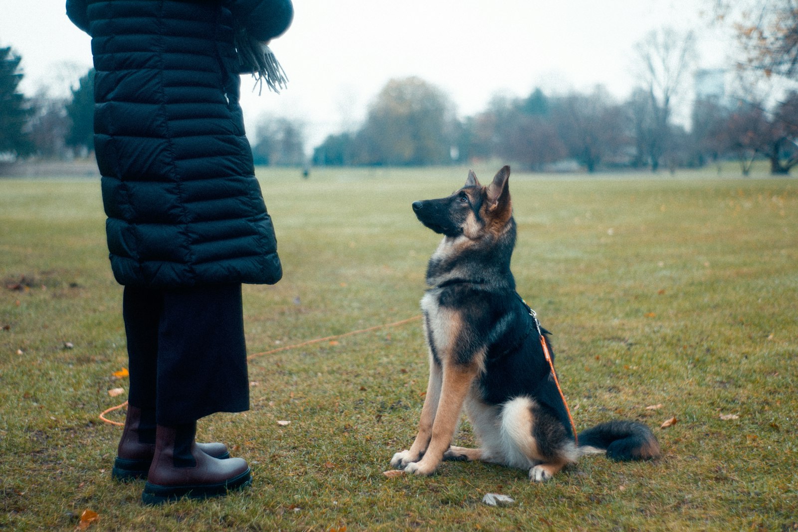 Hund sitter uppmärksamt bredvid sin förare