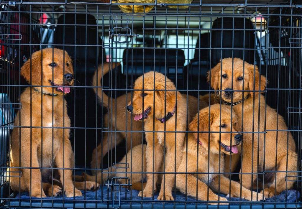 Fyra golden retriever-valpar sitter tillsammans i en transportbur i bagageutrymmet på en bil