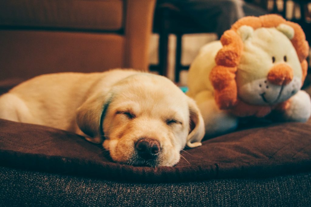 Ljus labradorvalp som sover djupt på en mörk hundbädd bredvid ett gosedjur