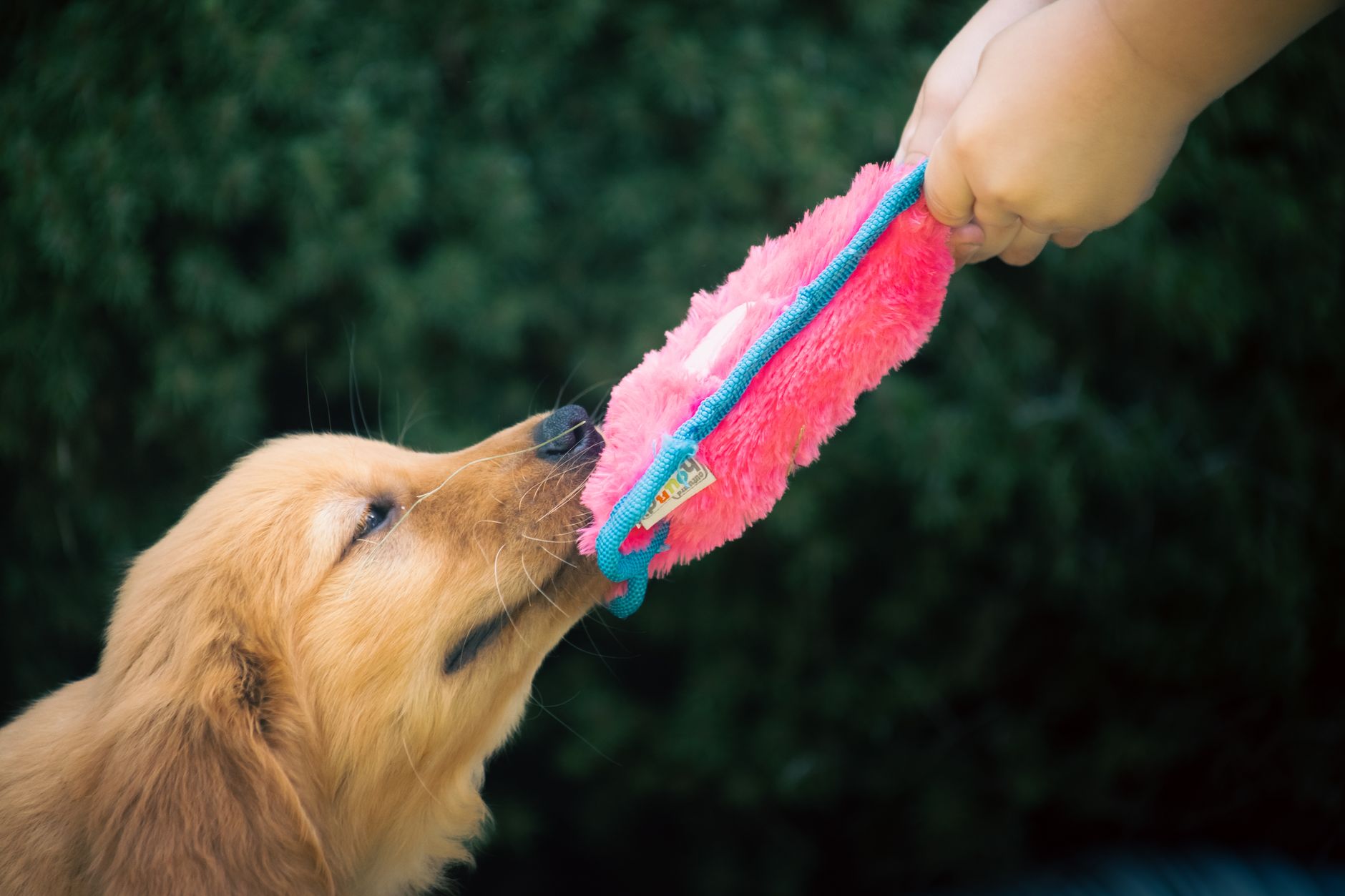 Golden retriever-valp leker dragkamp med en rosa tygleksak
