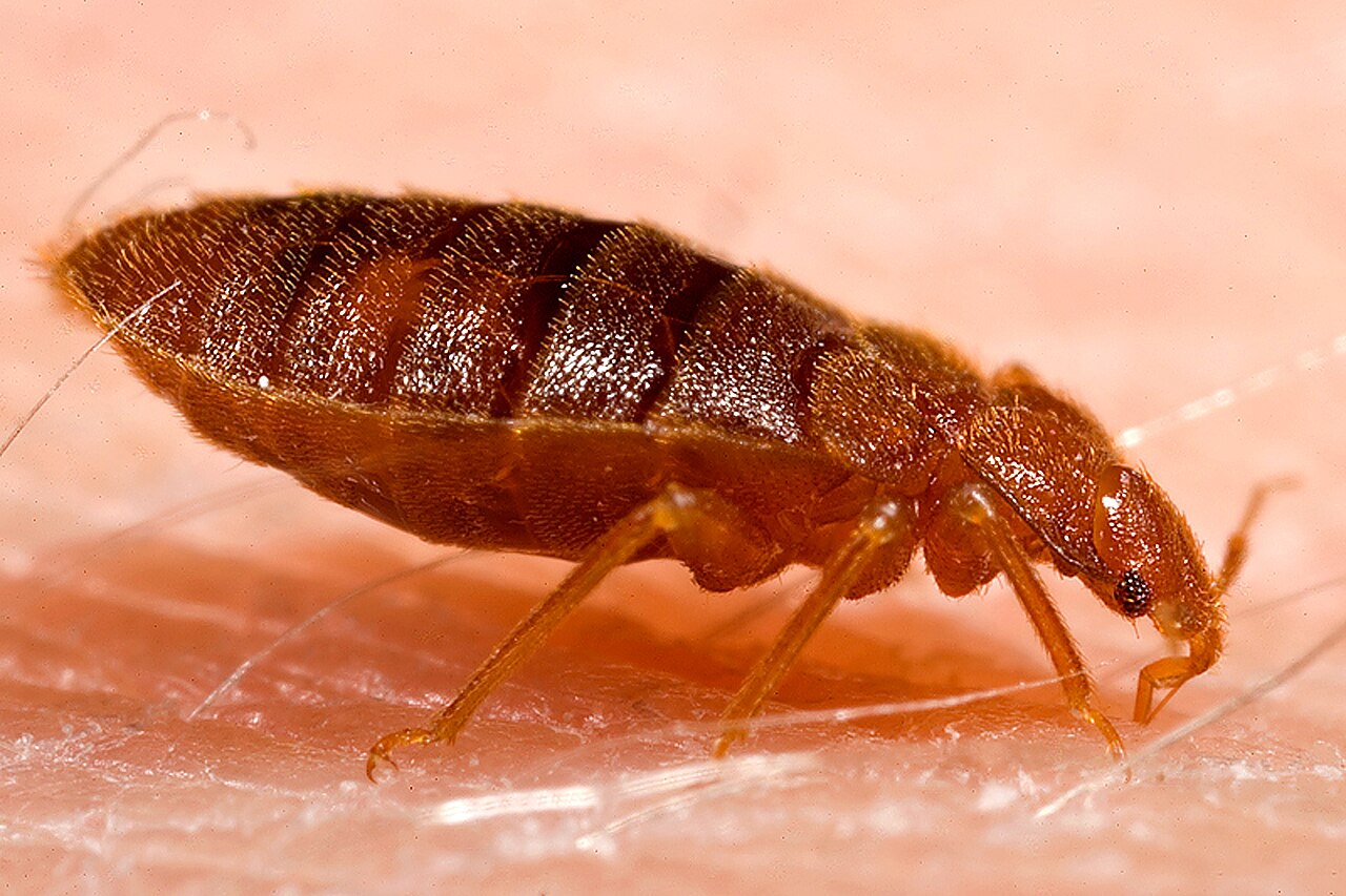 Närbild på en vägglus, Cimex lectularius
