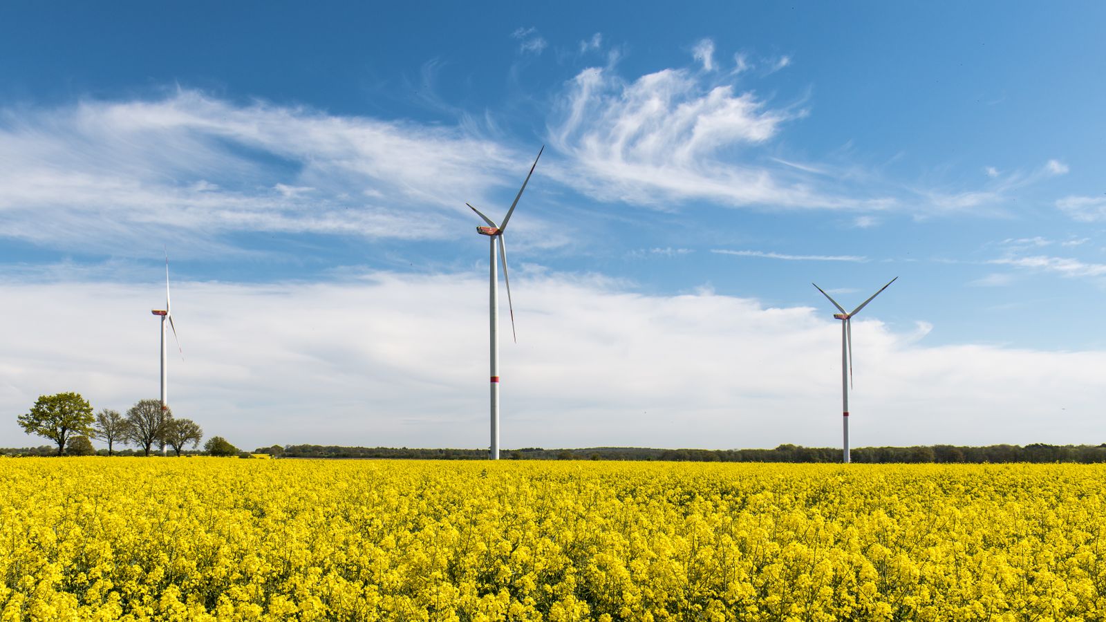 Tre vindkraftverk i ett blommande gult rapsfält under blå himmel