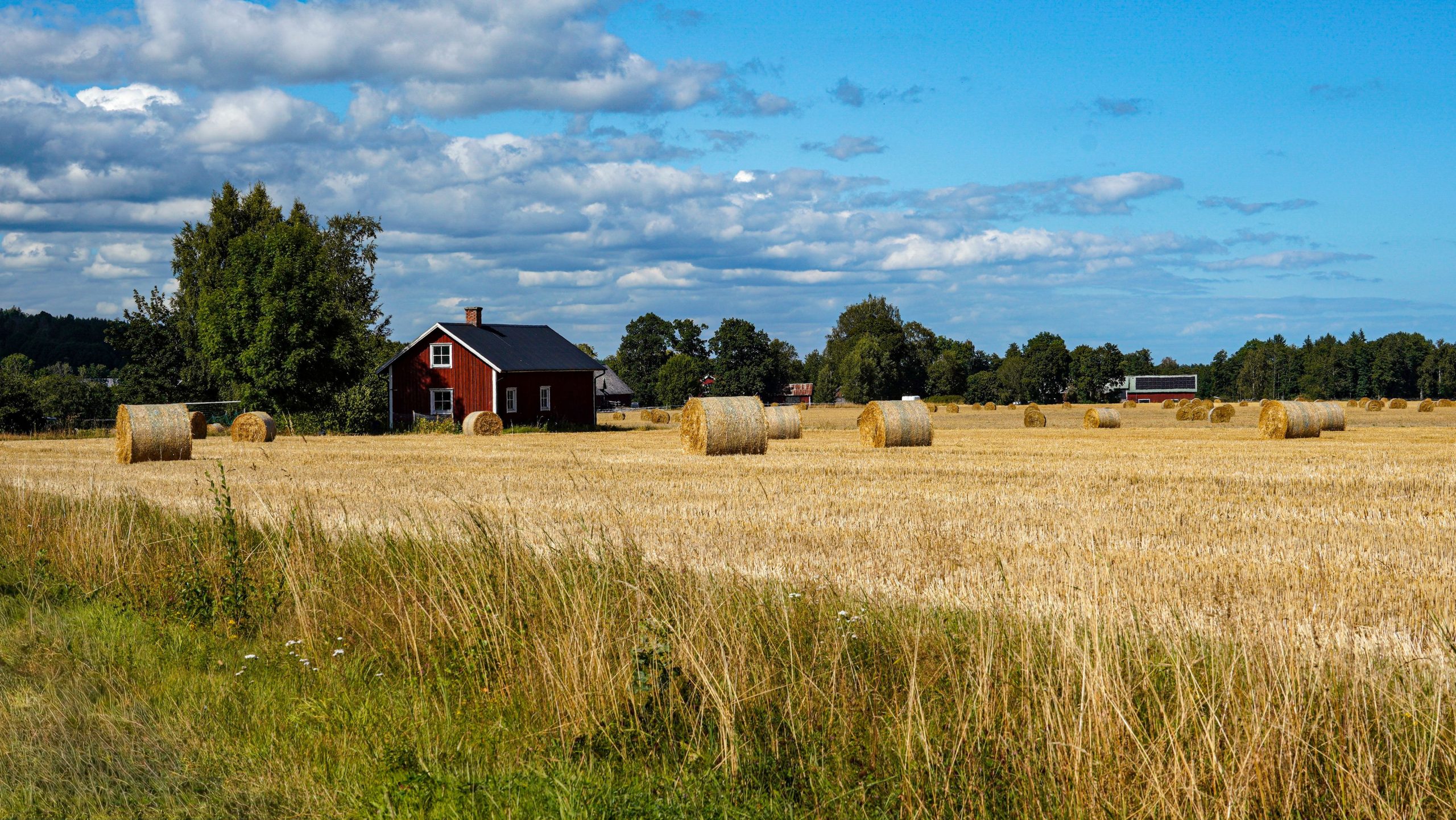Slaget sadesfalt med runda halmbalar och ett rott bostadshus i bakgrunden under blå sommarhimmel