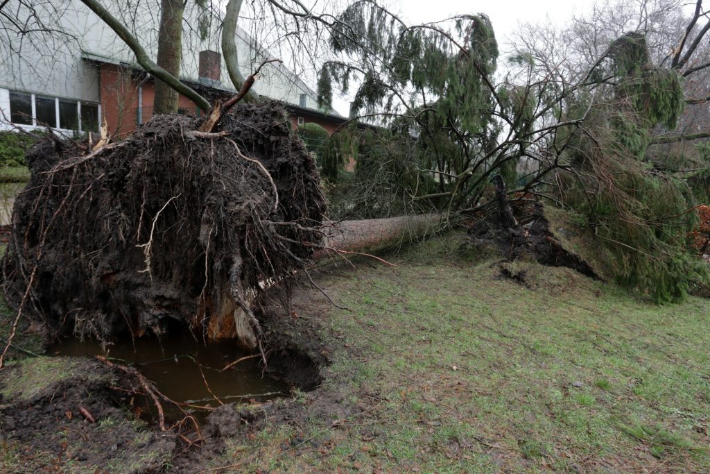 Ett rotvält barrträd ligger över en gräsmatta intill ett tegelhus efter en storm
