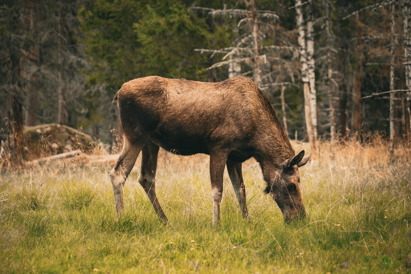 Älgko som betar i gräset vid en skogskant