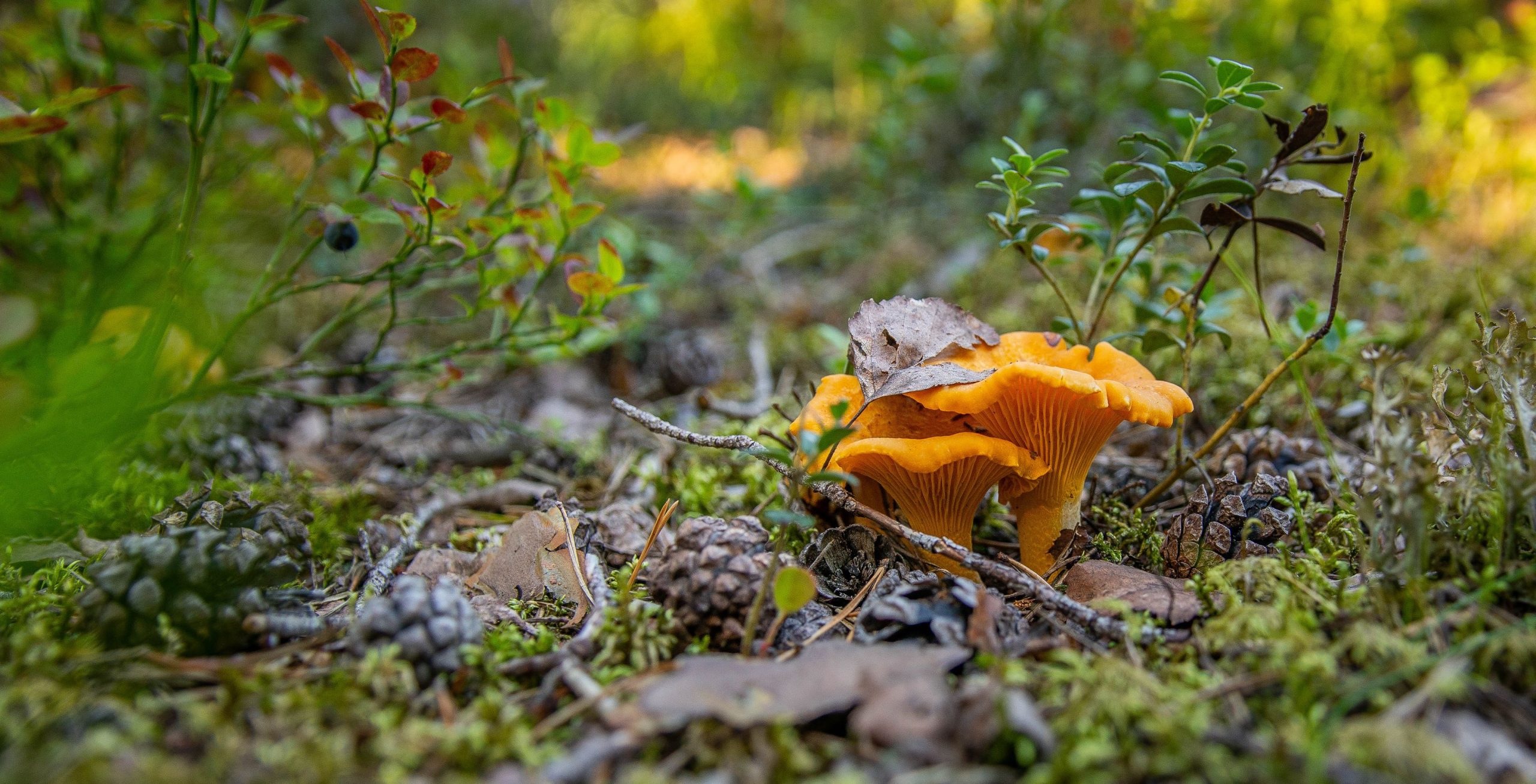 Kantareller som växer bland blåbärsris och mossa på skogsmark