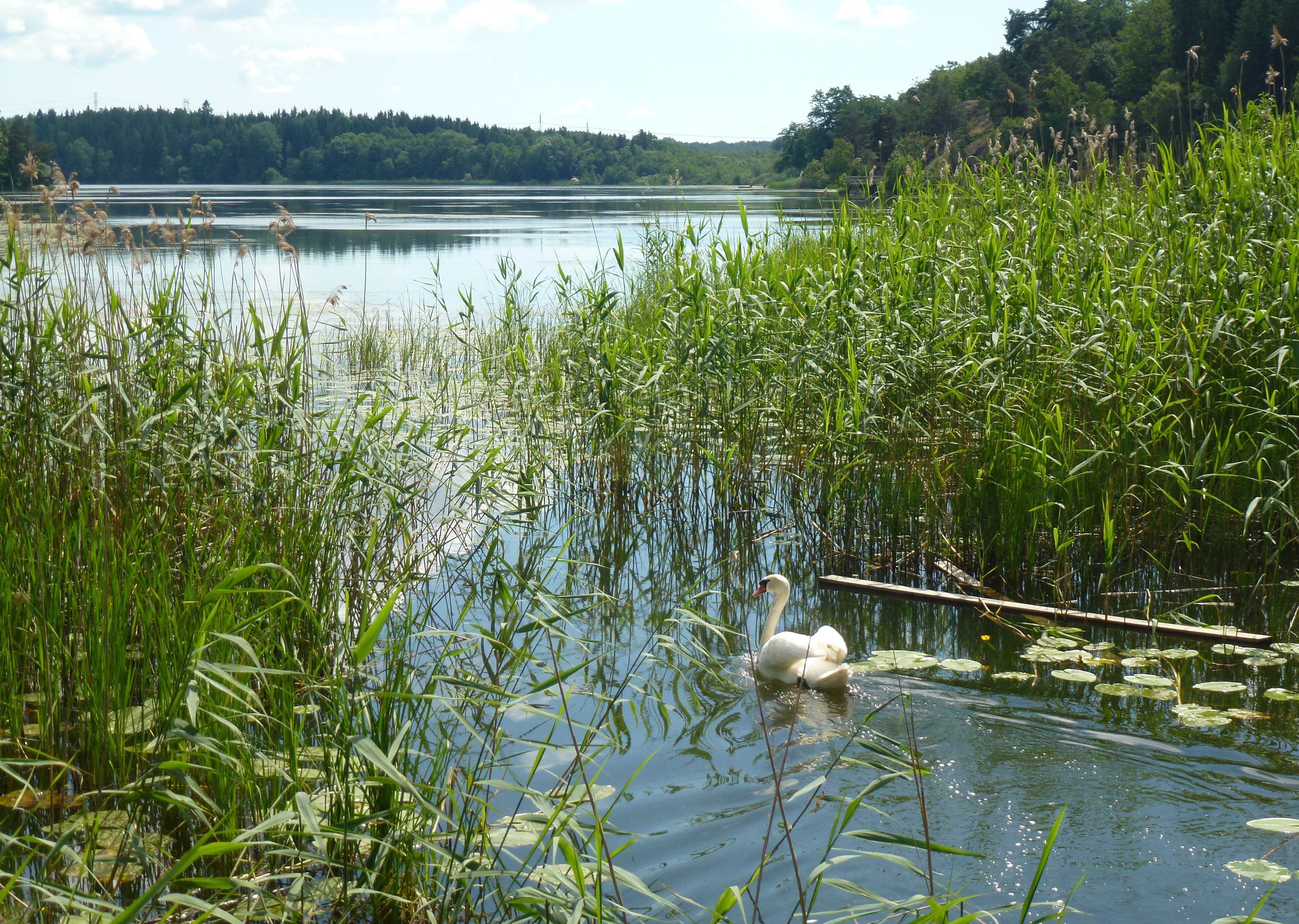 Sjön Aspen i Botkyrka en sommardag, med vass i förgrunden och skogsklädd strand