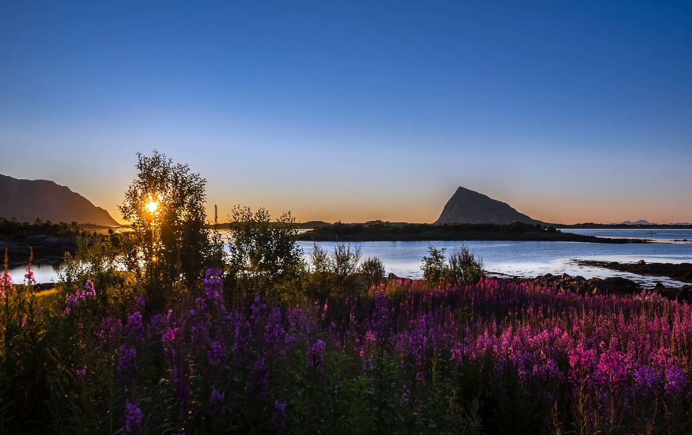 Midnattssol över ett fjällandskap med blommande mjölkört i förgrunden