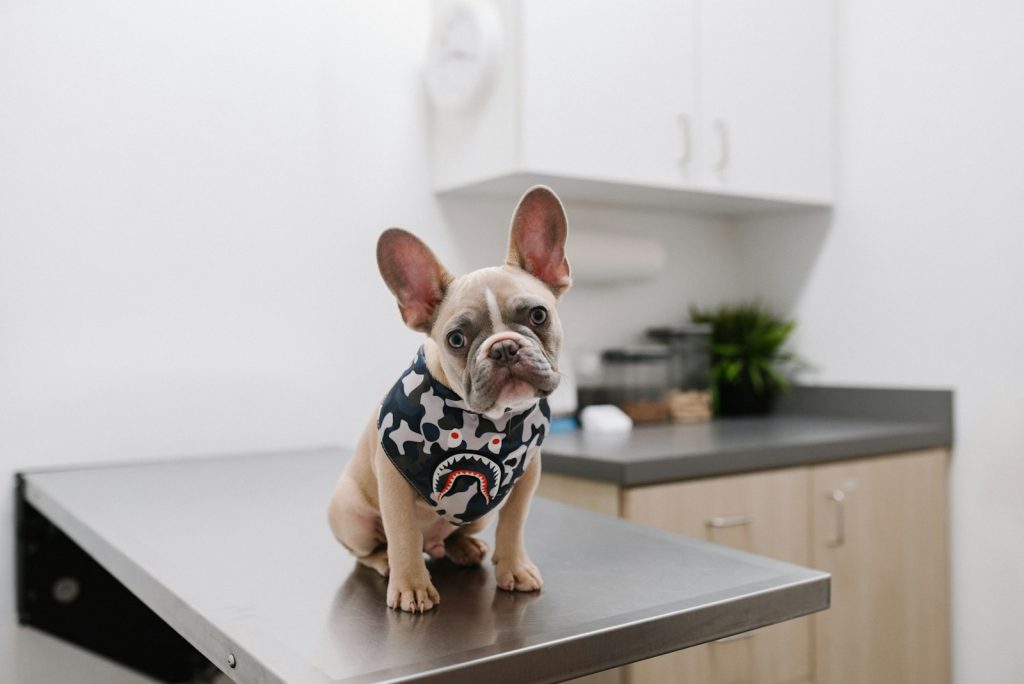 Fransk bulldog sitter på ett undersökningsbord av stål på en veterinärklinik