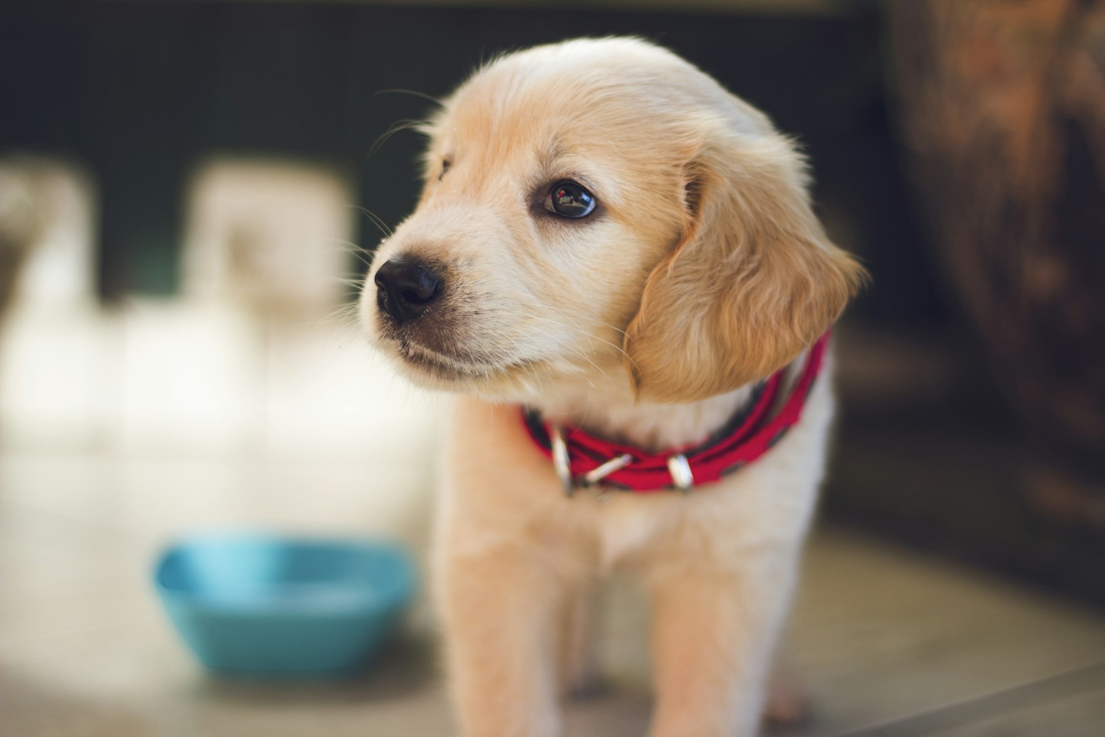 Golden retriever-valp med rött halsband står bredvid en matskål