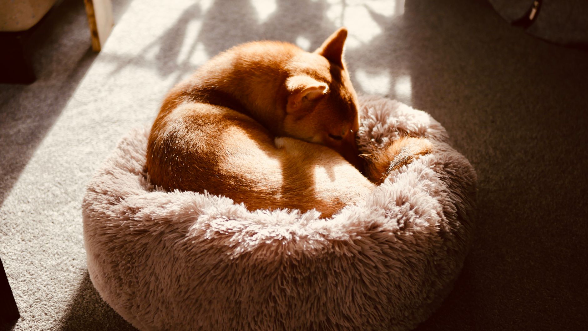Rödbrun hund som sover hopkrupen i en rund, fluffig hundbädd i solljus
