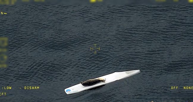 Sälen som surfade i Hanöbukten påminner om en enkel sjösäkerhetsregel